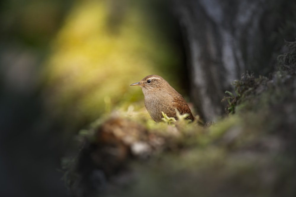 a small bird is sitting in the grass