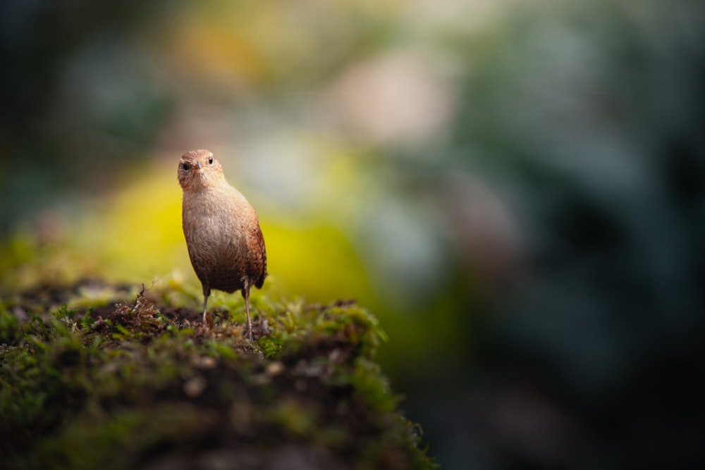 un pequeño pájaro marrón sentado en la parte superior de un suelo cubierto de musgo