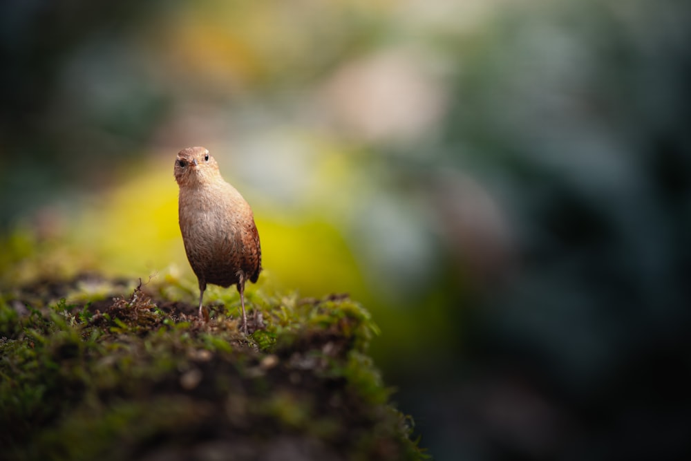 a small brown bird sitting on top of a moss covered ground