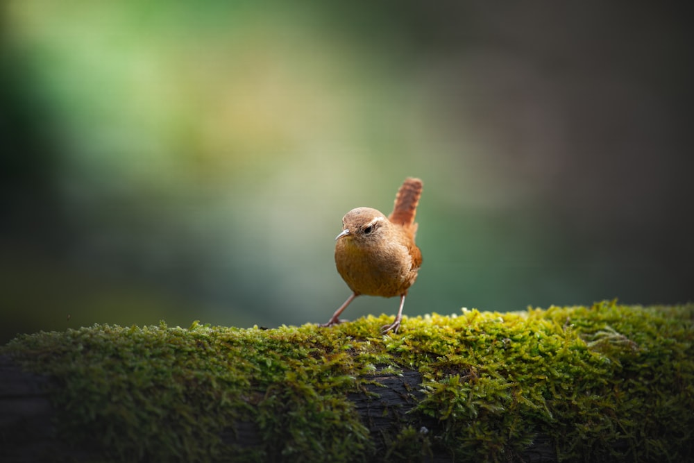a small brown bird standing on a mossy surface