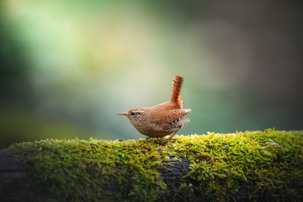 a small bird standing on top of a moss covered ground