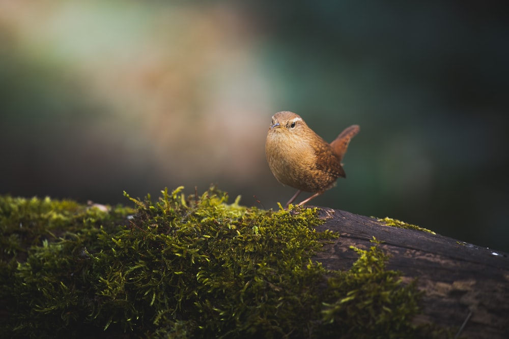 a small brown bird sitting on top of a moss covered log