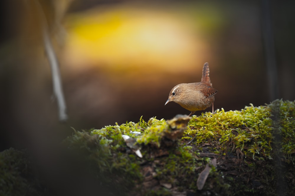 a small bird standing on a mossy surface