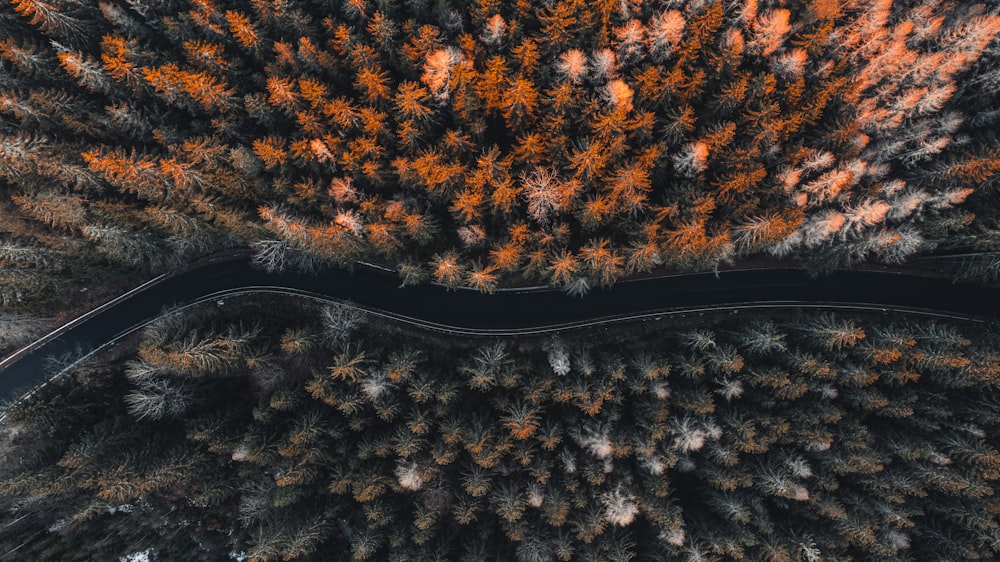 a winding road in the middle of a forest