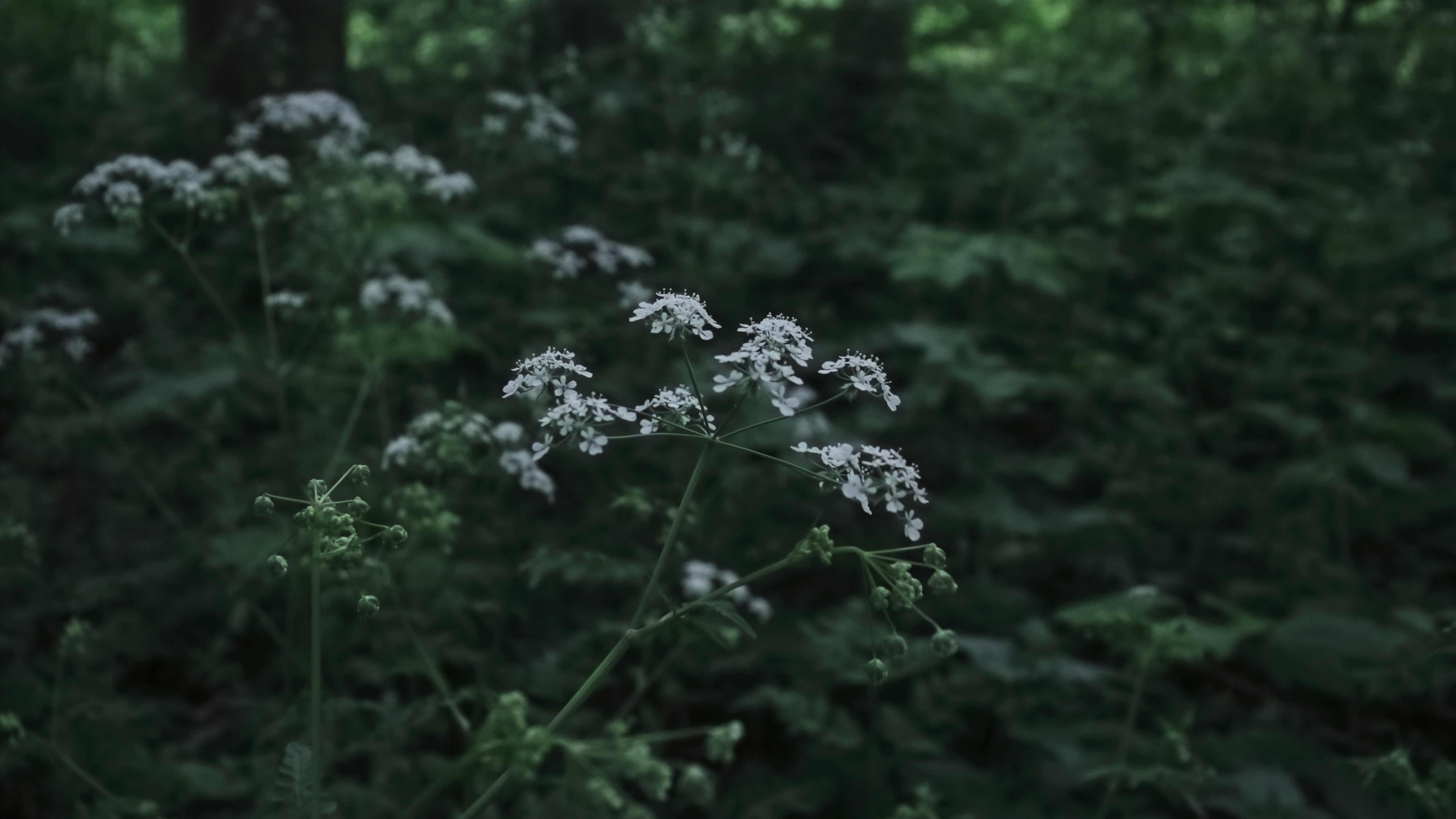 Photo by bloominghyacinth