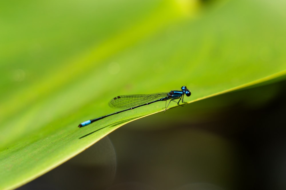 a blue dragonfly sitting on a green leaf