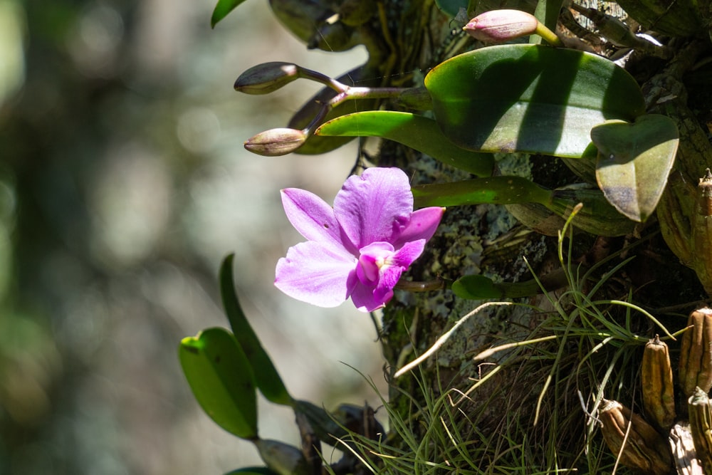 a purple flower sitting on the side of a tree