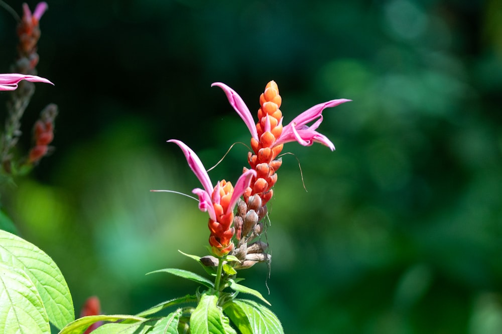 a close up of a flower with a blurry background