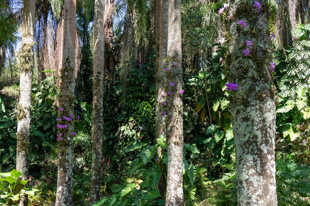 a forest filled with lots of trees covered in purple flowers