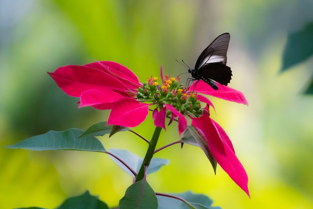 a black and white butterfly sitting on a pink flower