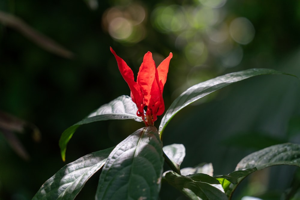 a red flower with green leaves in the background