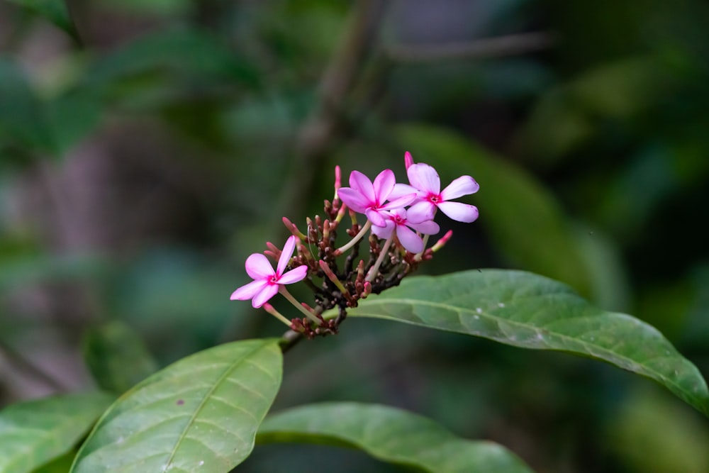 a small pink flower sitting on top of a green leaf