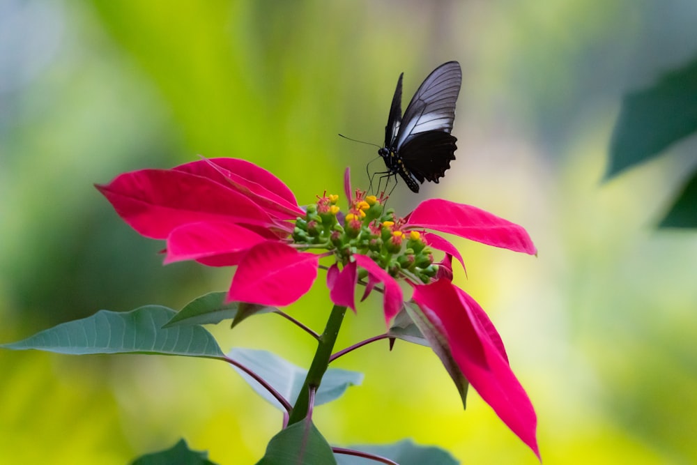 a black and white butterfly sitting on a red flower