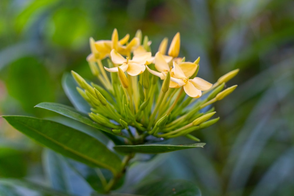 a close up of a yellow flower with green leaves