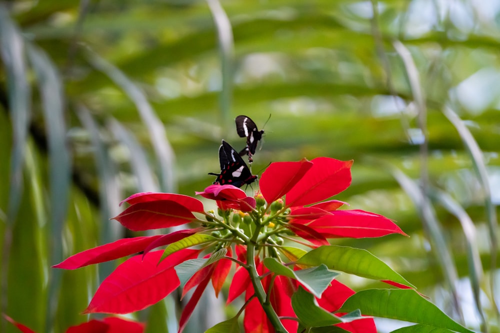 a black and white insect on a red flower