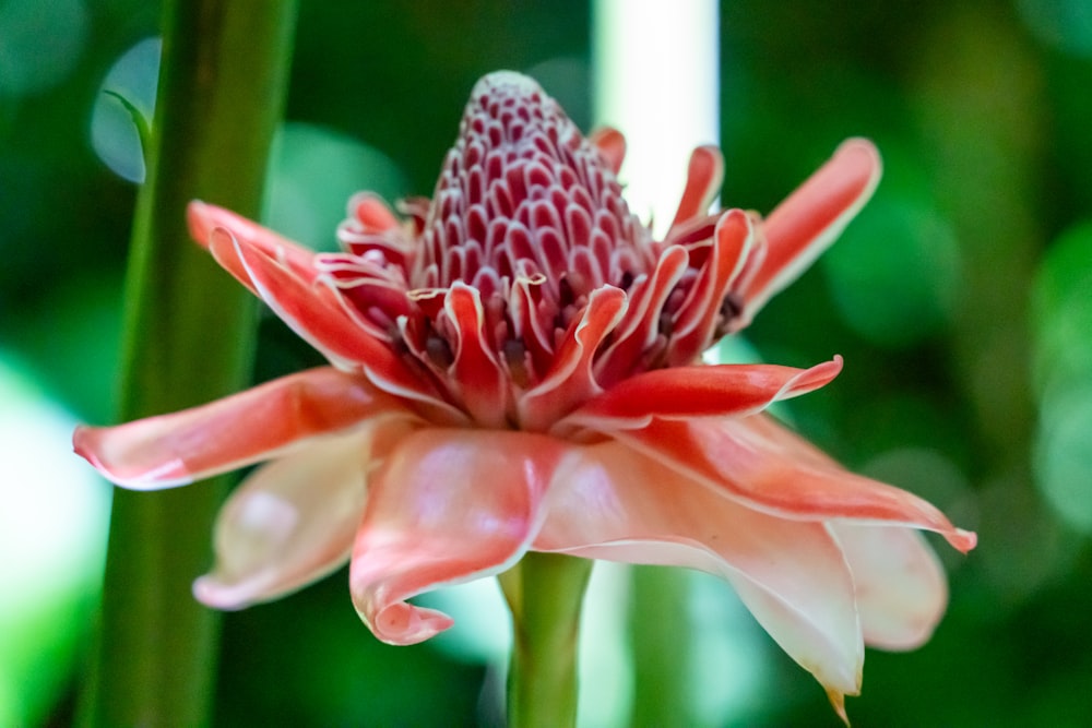 a close up of a flower on a plant