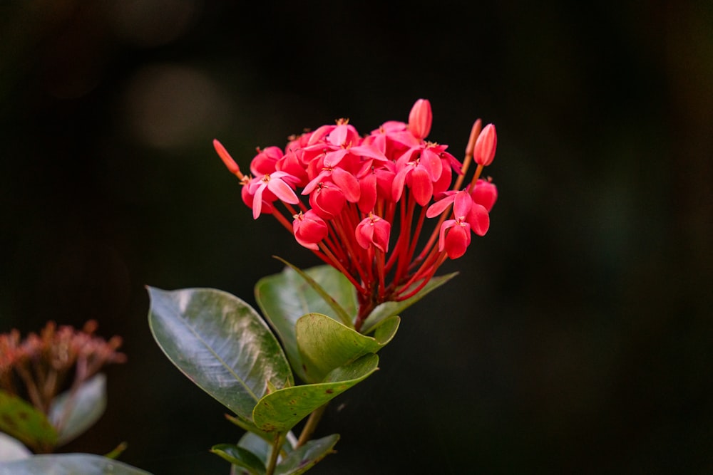 a close up of a red flower on a branch