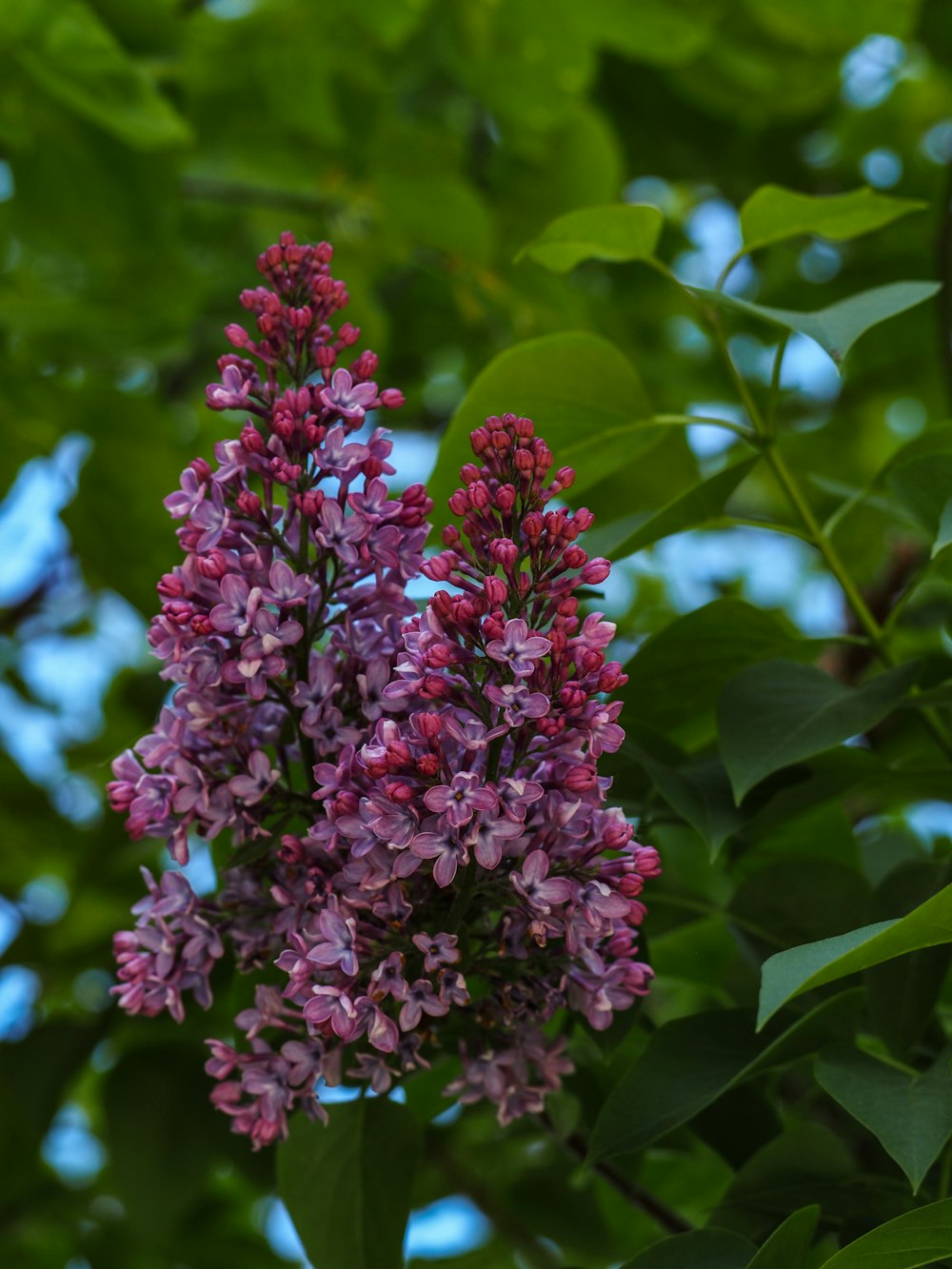 a bunch of purple flowers growing on a tree