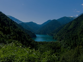 a view of a lake in the middle of a forest