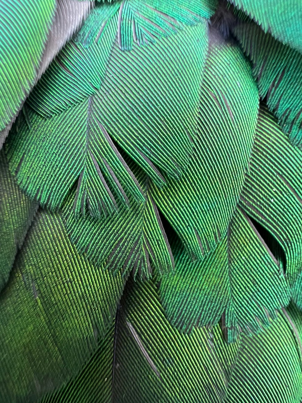 緑の鳥の羽のクローズアップ