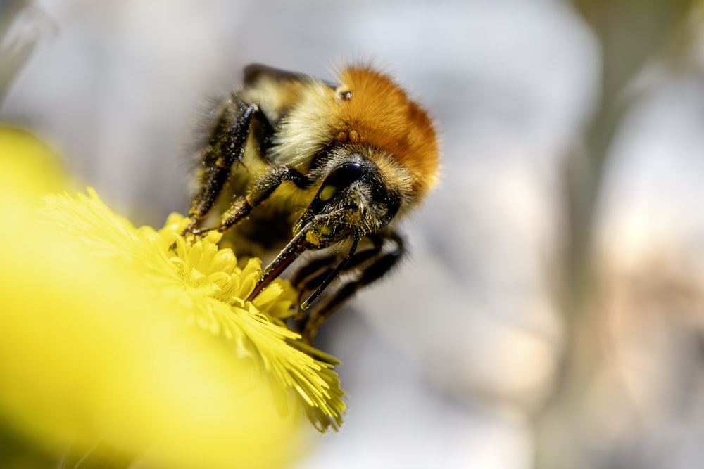 a close up of a bee on a flower