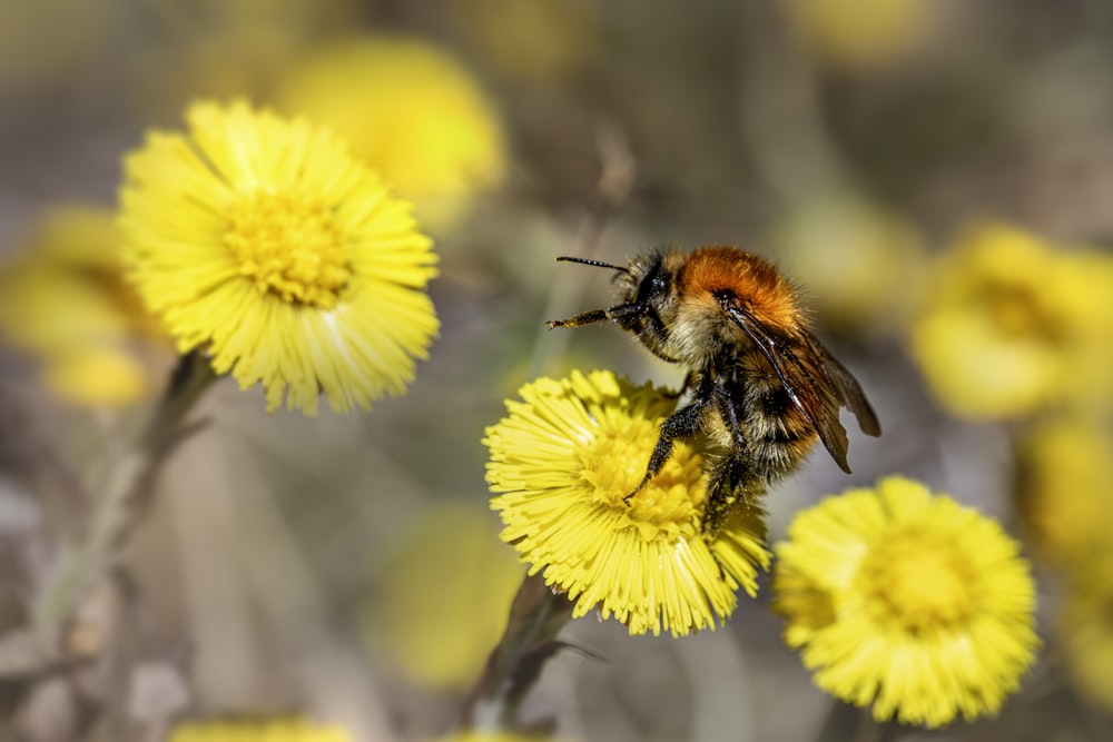 a bee sitting on top of a yellow flower