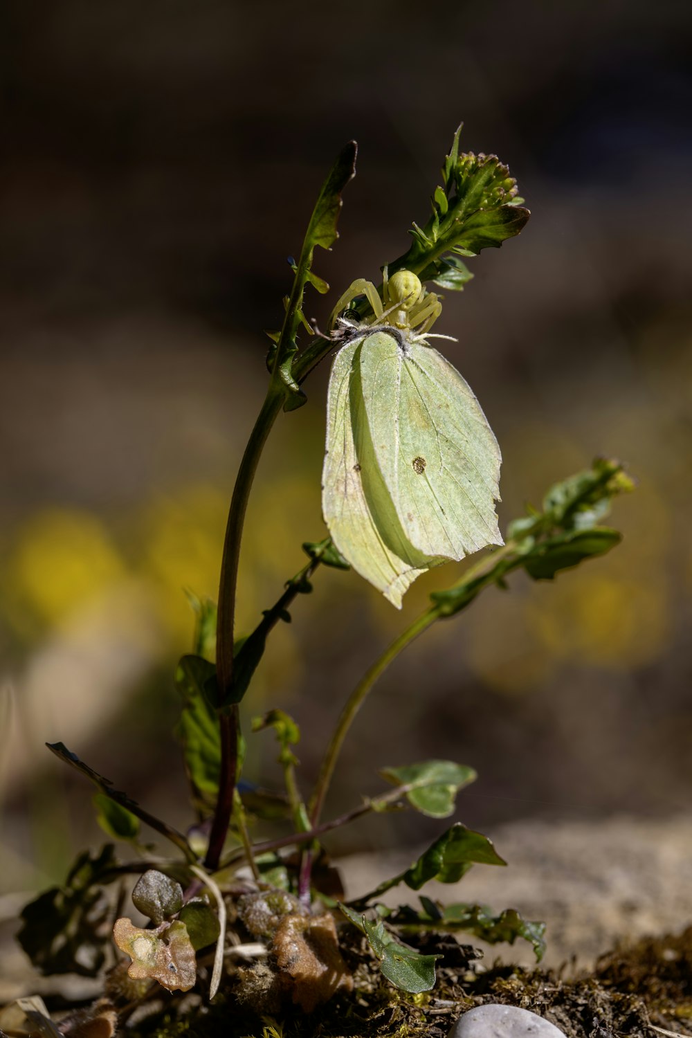 a green butterfly sitting on top of a plant