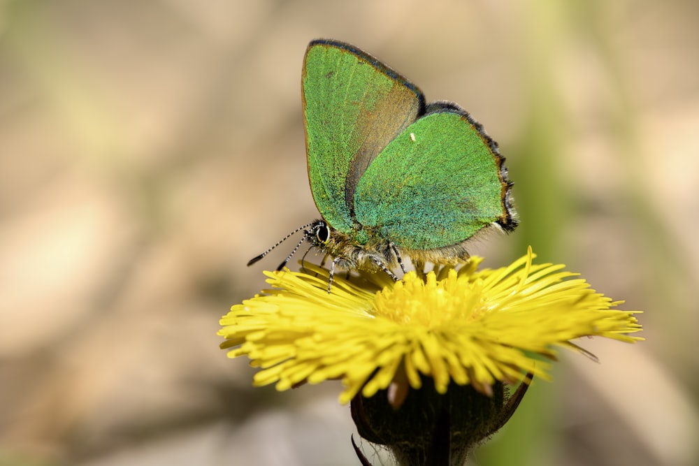 a green butterfly sitting on top of a yellow flower