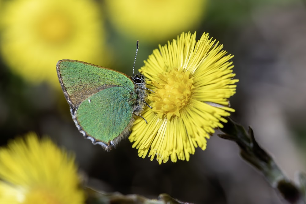 a small green butterfly sitting on a yellow flower