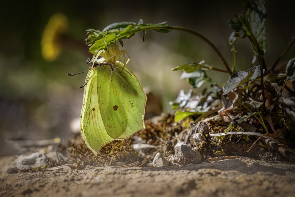 a green butterfly sitting on top of a dirt field