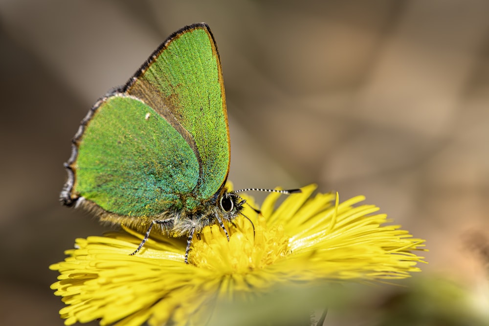 a green butterfly sitting on top of a yellow flower