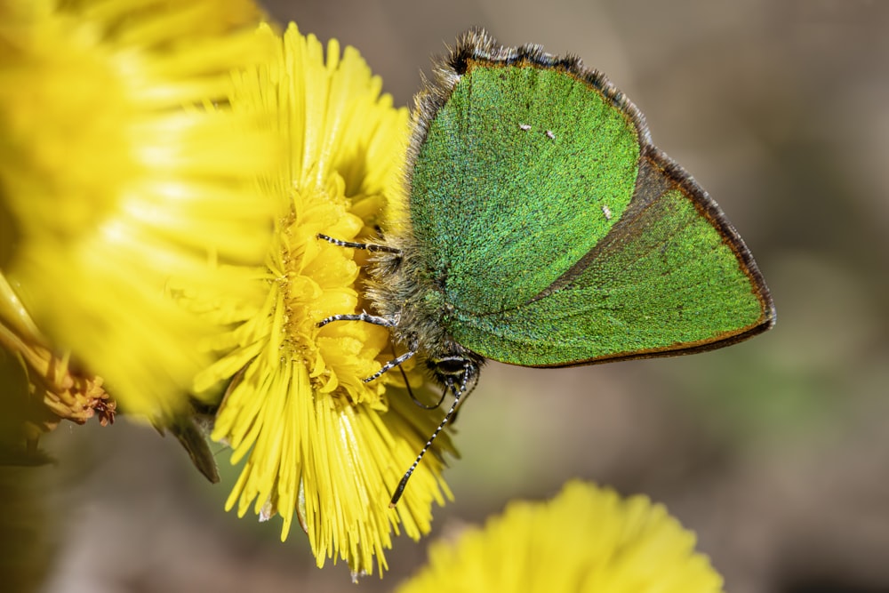 a green butterfly sitting on top of a yellow flower