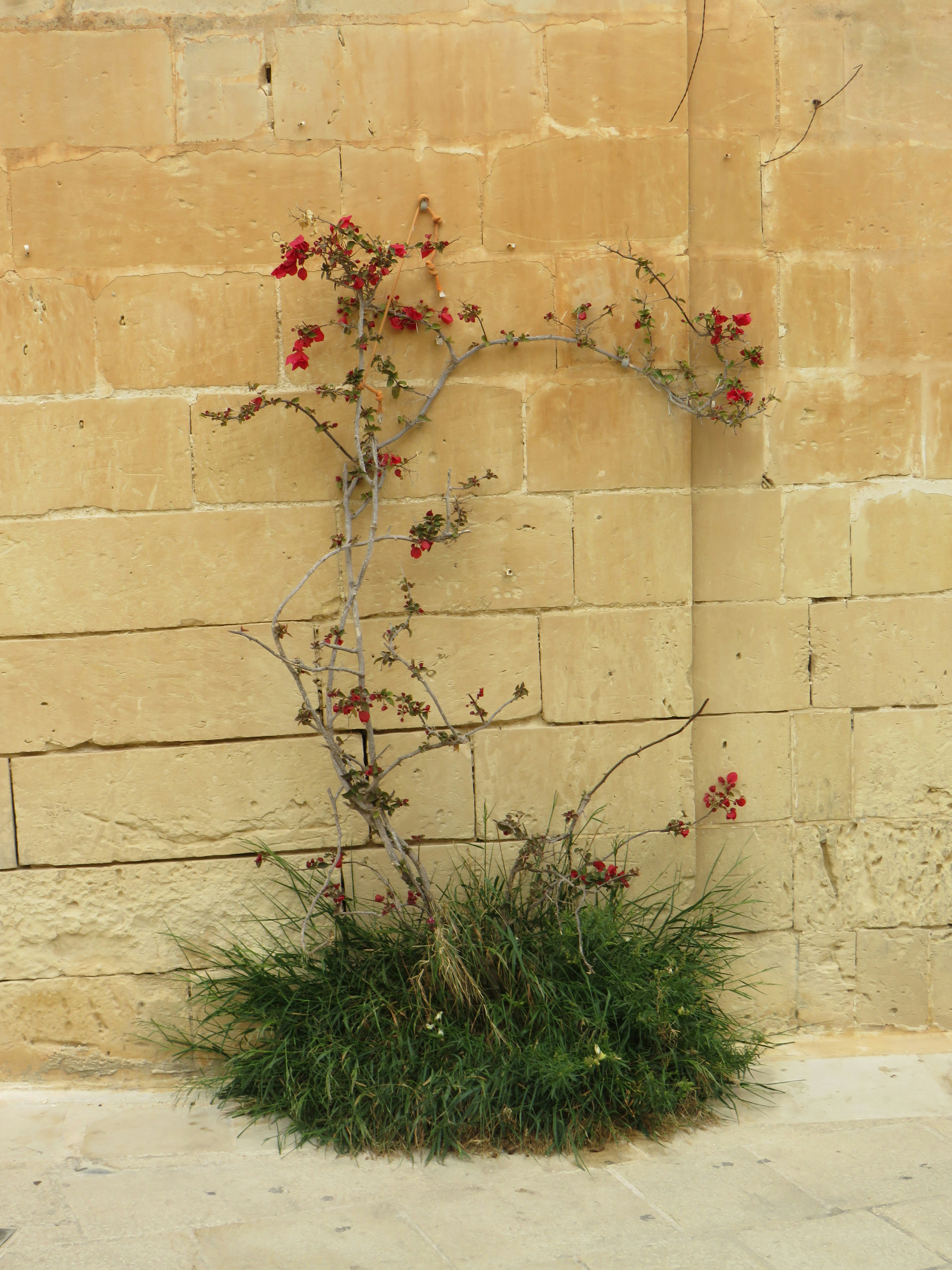 a plant growing out of the ground next to a brick wall