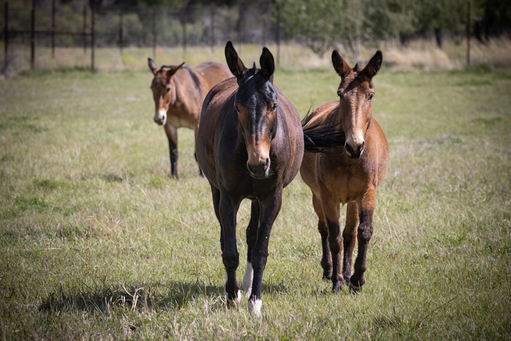 a couple of brown horses standing on top of a grass covered field