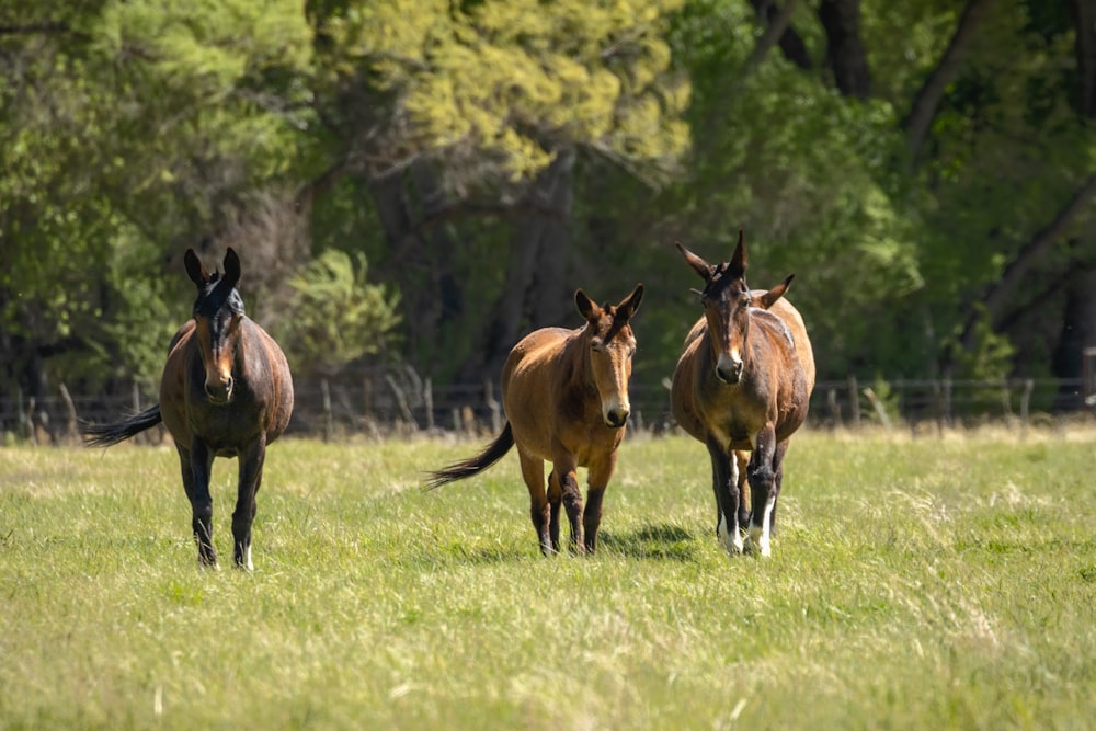 three horses running in a grassy field with trees in the background