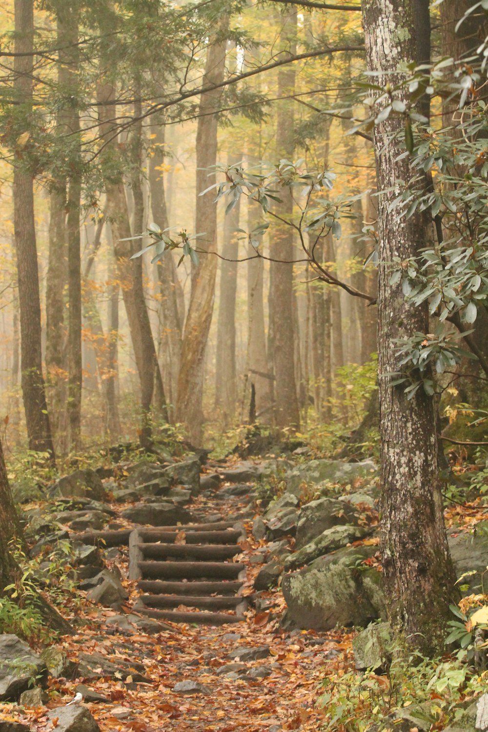 a set of steps leading up to the top of a hill in the woods