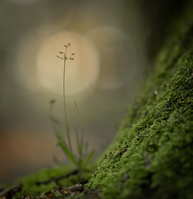 a small plant is growing out of the moss
