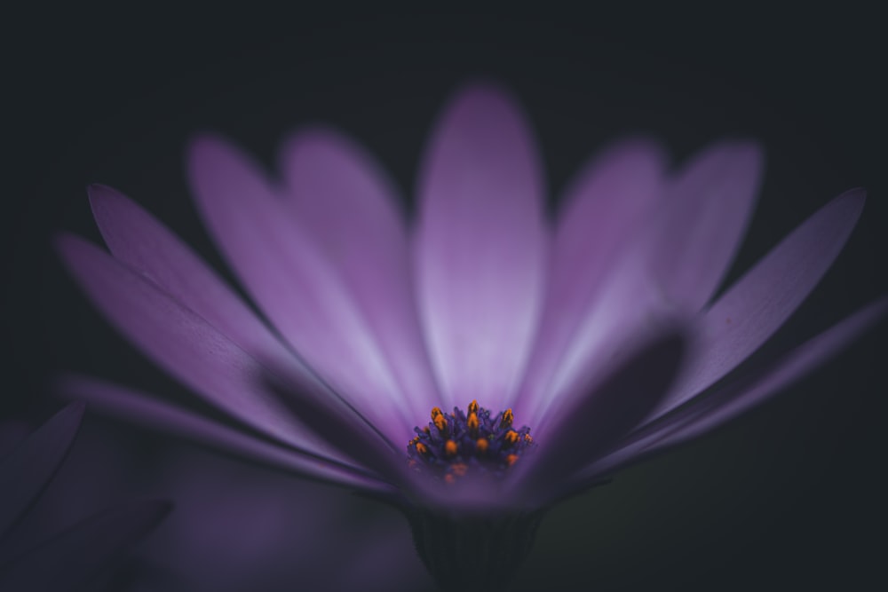 a close up of a purple flower on a black background