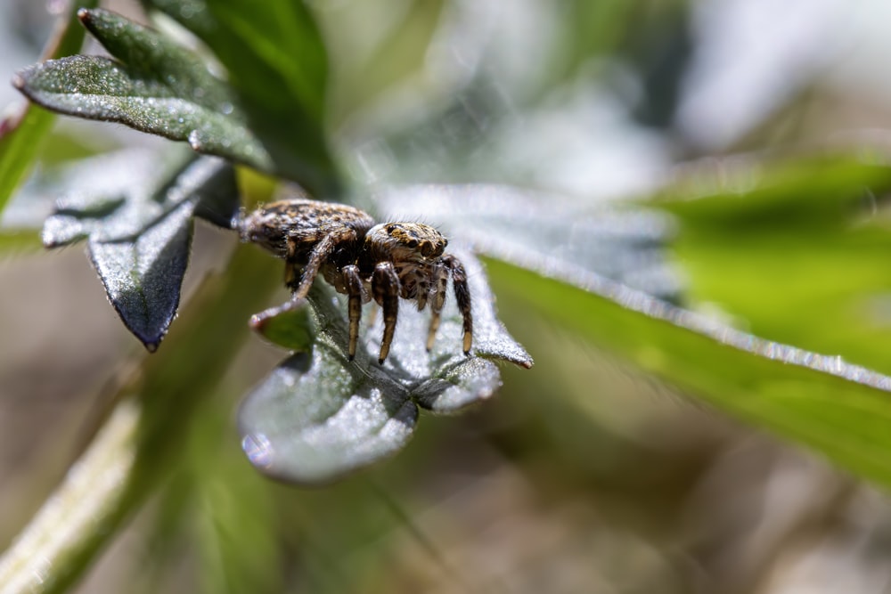 a spider crawling on a leaf in a forest