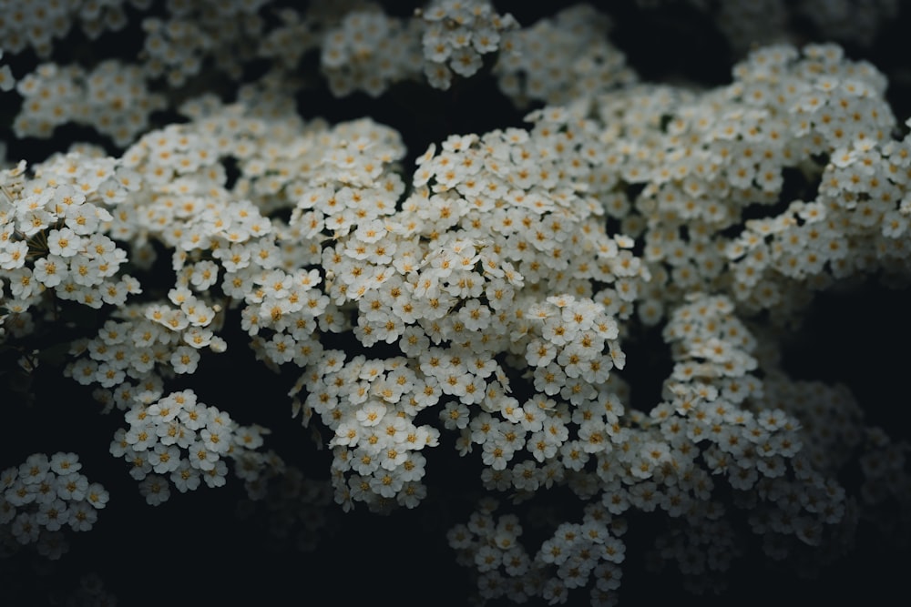 a bunch of small white flowers on a black background