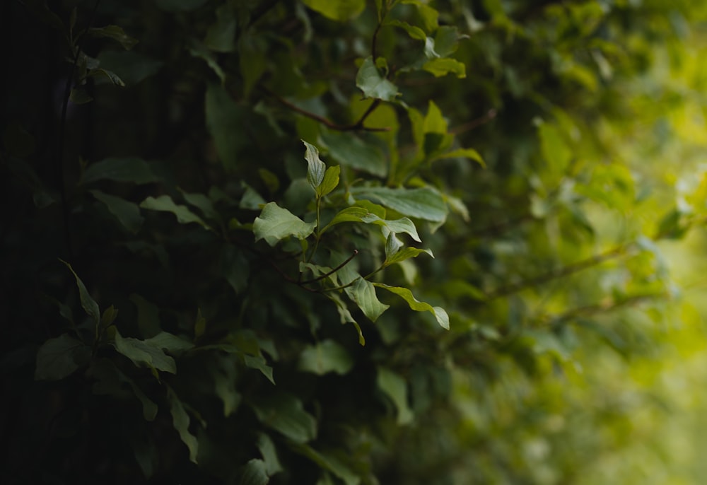 a close up of a tree with green leaves