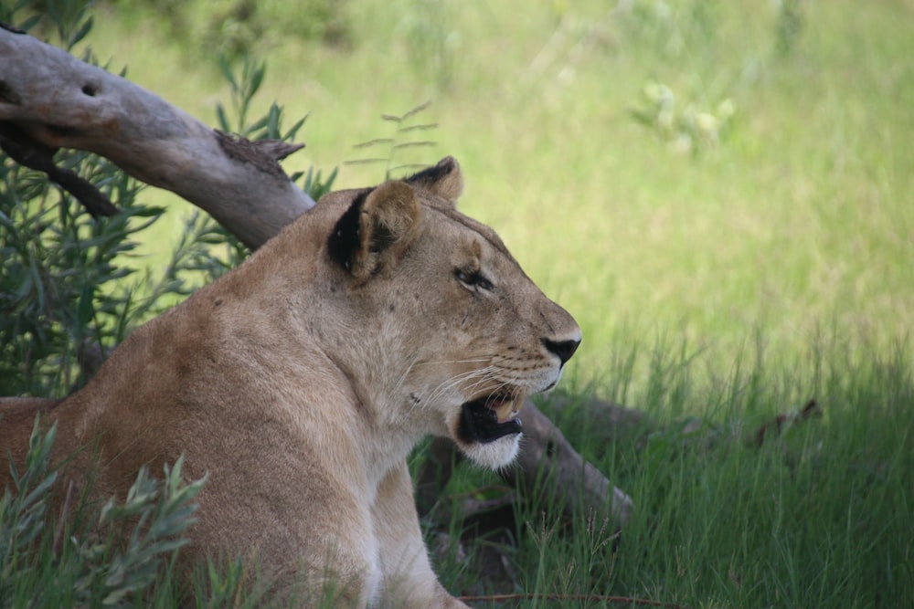 a lion laying in the grass next to a tree