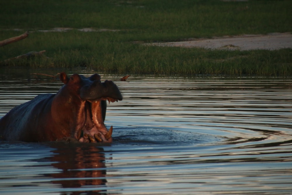 a hippopotamus standing in a body of water
