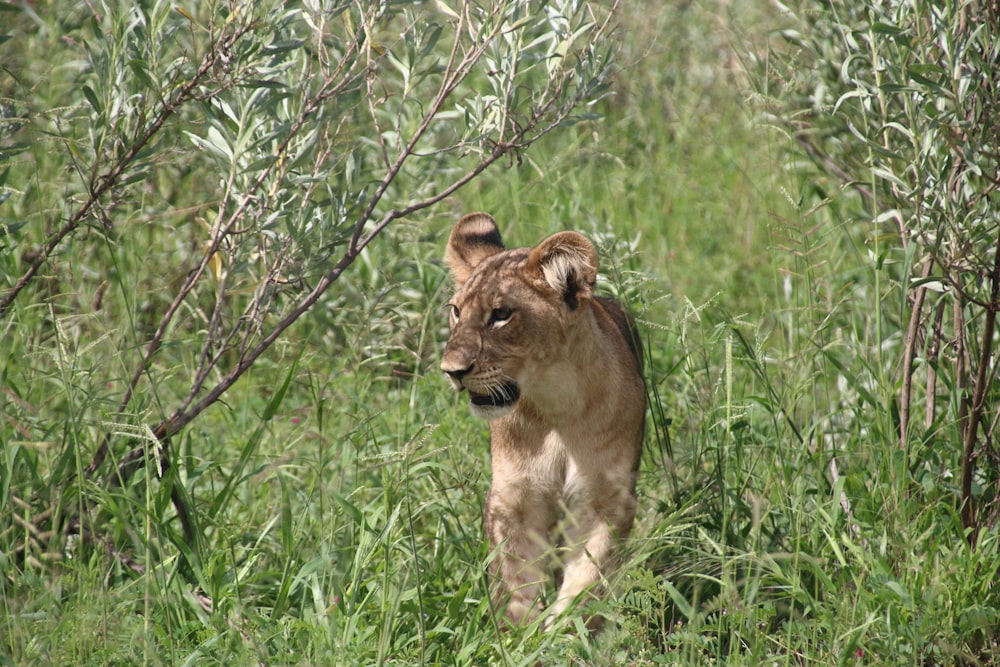 a young lion walking through a lush green field