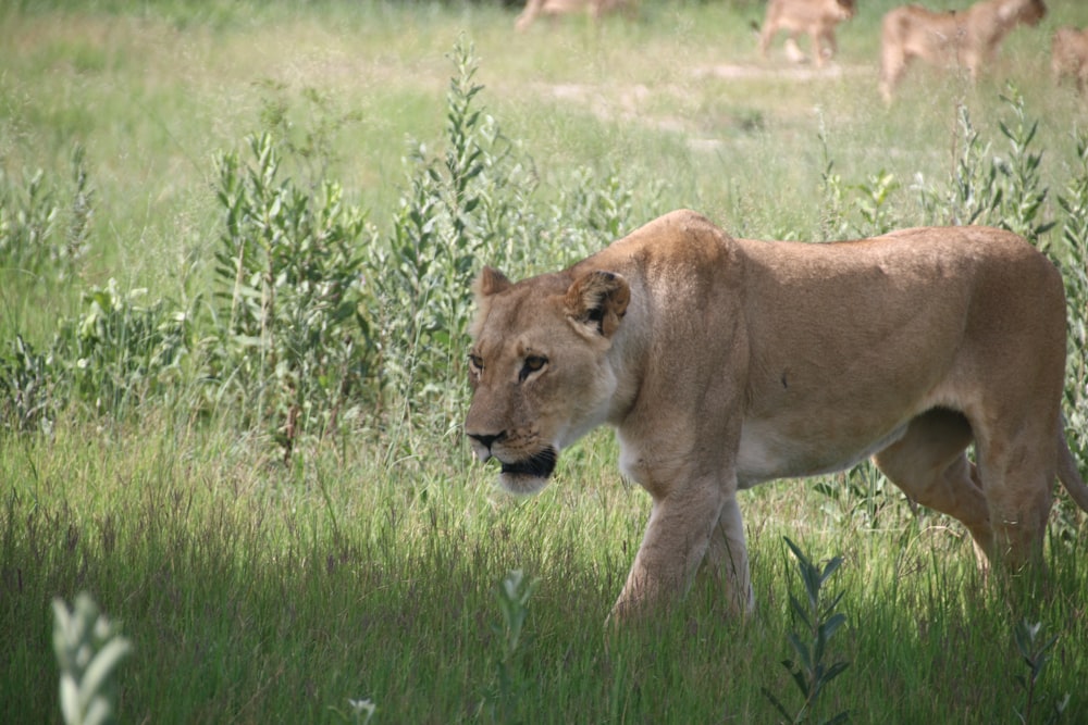 a lion walking through a lush green field