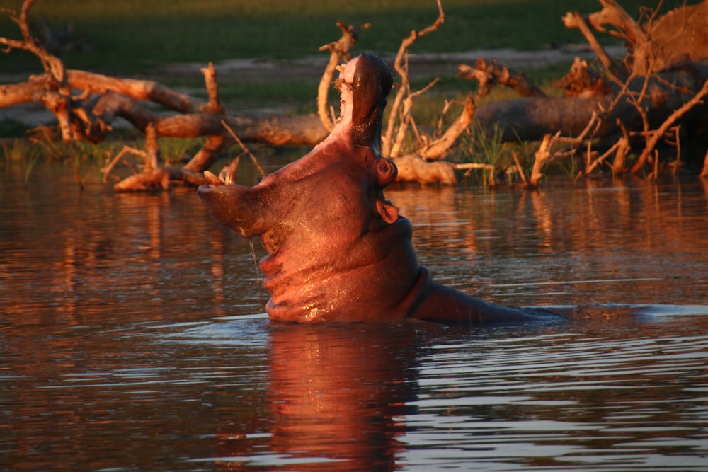 a hippopotamus swimming in a body of water