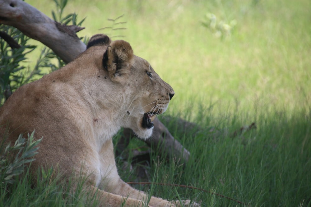 a lion laying in the grass with its mouth open