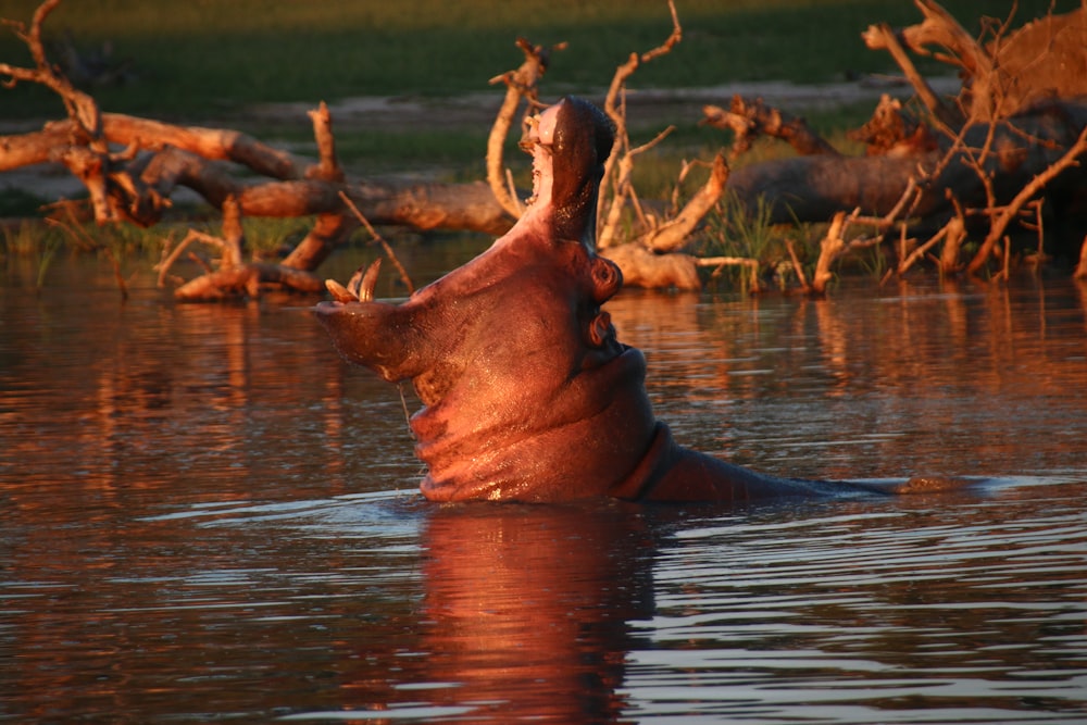 a hippopotamus swimming in a body of water