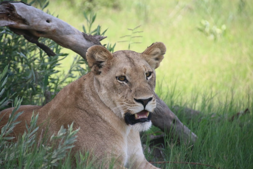 a lion is sitting in the tall grass