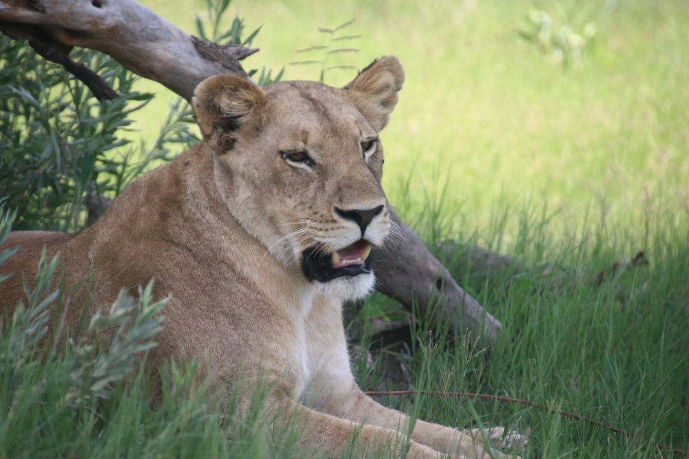 a lion laying in the grass with its mouth open